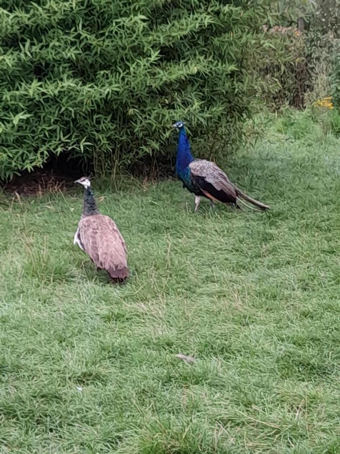 Gite Canard Fromelles Bagian luar foto