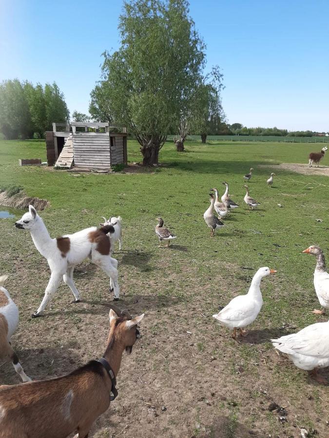 Gite Canard Fromelles Bagian luar foto