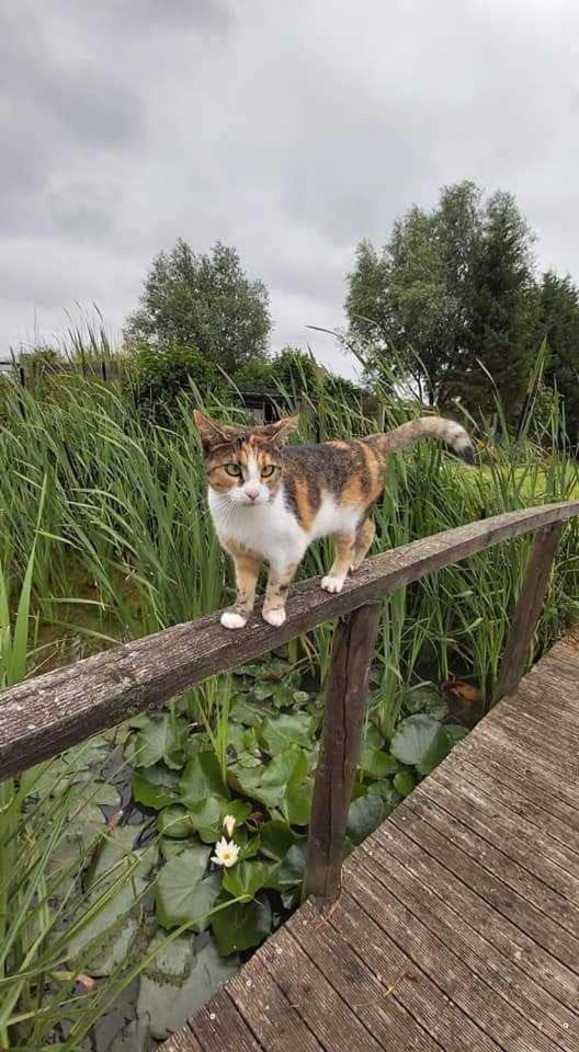 Gite Canard Fromelles Bagian luar foto